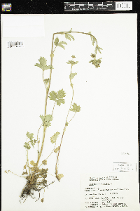 Potentilla norvegica image
