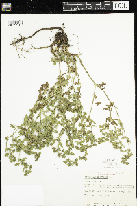 Potentilla norvegica image