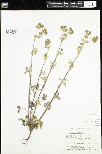 Potentilla norvegica image