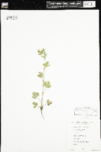 Potentilla norvegica image