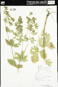 Potentilla norvegica image