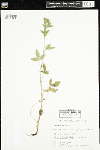 Potentilla norvegica image