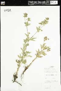 Potentilla norvegica image