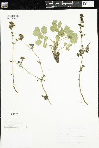 Potentilla norvegica image