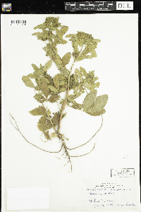 Potentilla norvegica image