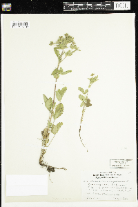 Potentilla norvegica image