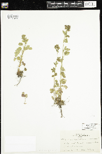 Potentilla norvegica image