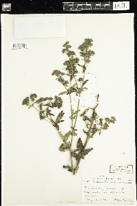Potentilla norvegica image