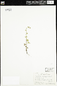 Potentilla norvegica image