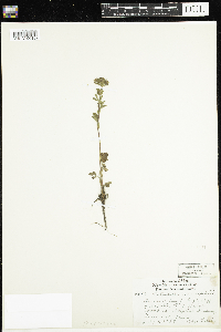 Potentilla norvegica image