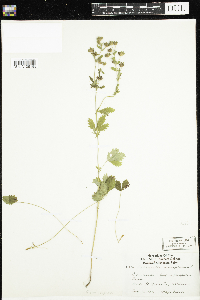 Potentilla norvegica image