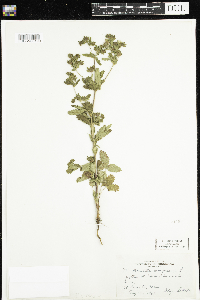 Potentilla norvegica image