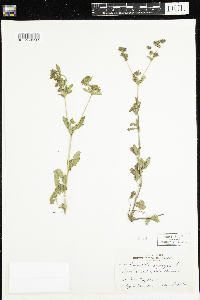 Potentilla norvegica image