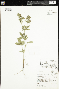 Potentilla norvegica image