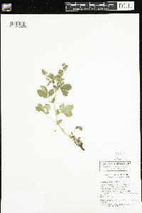 Potentilla norvegica image