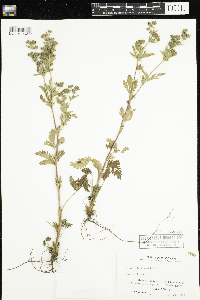 Potentilla norvegica image