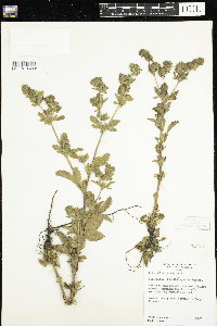 Potentilla norvegica image