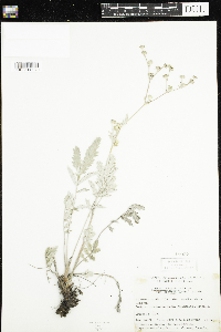 Potentilla hippiana image