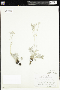 Potentilla hippiana image