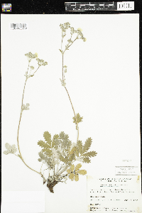 Potentilla hippiana image