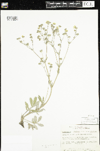 Potentilla hippiana image