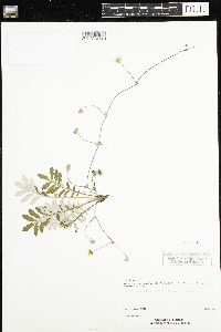 Image of Argentina anserina