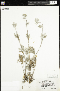 Potentilla bipinnatifida image