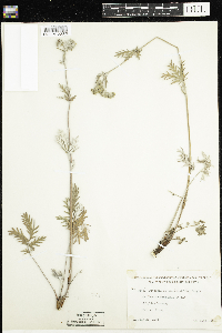 Potentilla bipinnatifida image