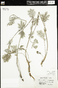 Potentilla bipinnatifida image