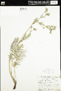 Potentilla bipinnatifida image