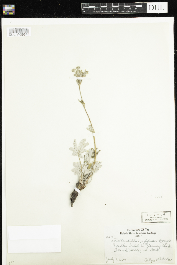 Potentilla effusa image