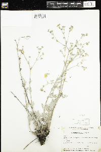 Potentilla effusa image