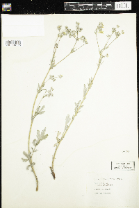 Potentilla effusa image