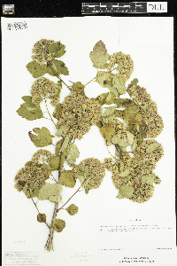 Physocarpus intermedius image