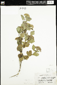 Physocarpus intermedius image