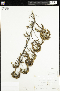 Physocarpus intermedius image