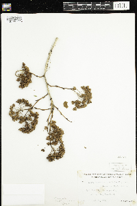 Physocarpus intermedius image