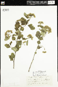 Physocarpus intermedius image