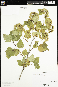 Physocarpus opulifolius image
