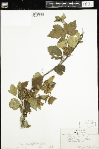 Physocarpus opulifolius image