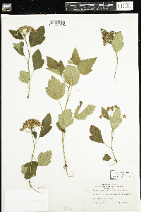 Physocarpus opulifolius image