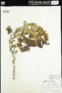Physocarpus opulifolius image