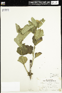 Physocarpus opulifolius image