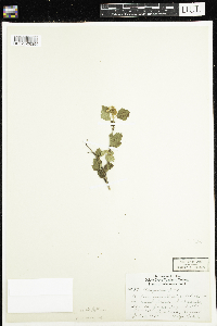 Physocarpus opulifolius image