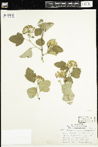 Physocarpus opulifolius image