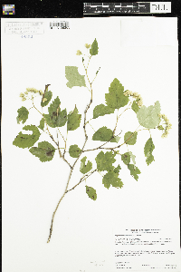 Physocarpus opulifolius image