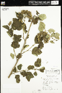 Physocarpus opulifolius image