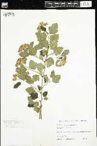 Physocarpus opulifolius image
