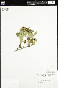 Physocarpus opulifolius image