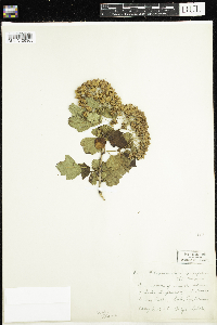 Physocarpus opulifolius image